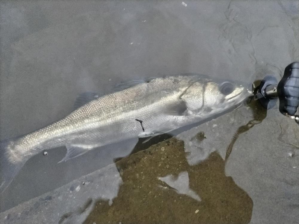 シーバス釣れました!