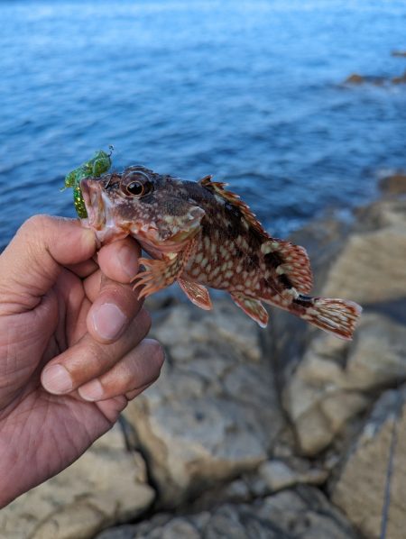 陸っぱり釣行記