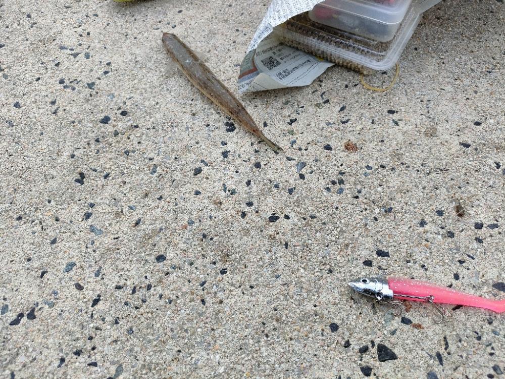 三連休はキス釣り