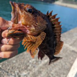 陸っぱり釣行記