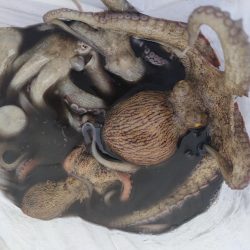 またまた岸和田一文字☆