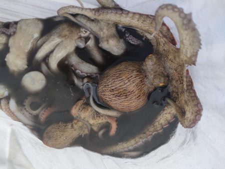 またまた岸和田一文字☆