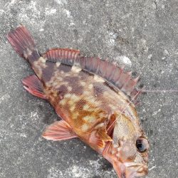ロックフィッシュ釣行