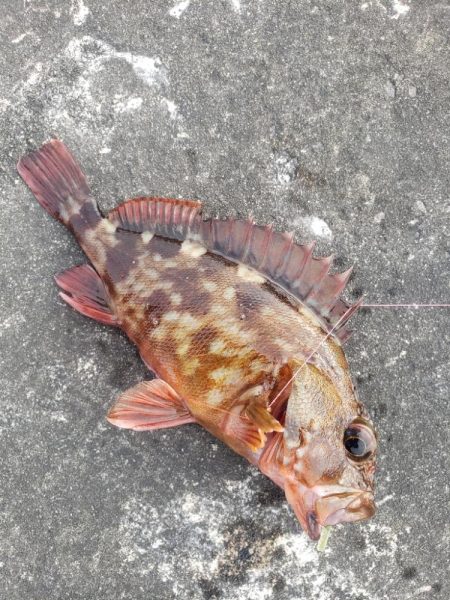 ロックフィッシュ釣行
