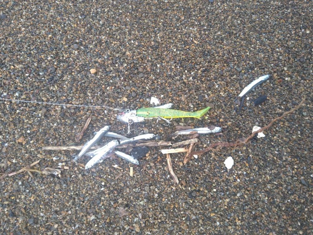 サーフで極小青物