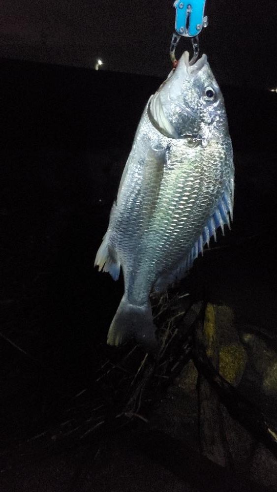 淀川半夜チニングで久々の50アップ