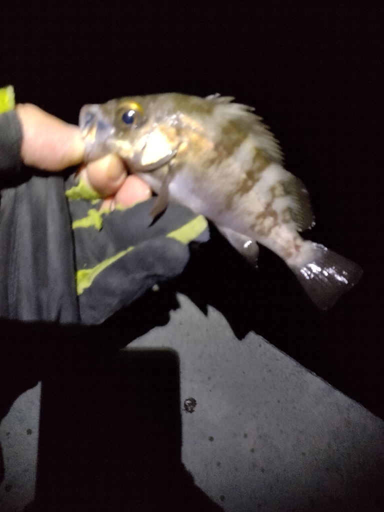 まだ、いける。