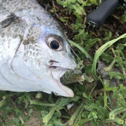 早朝デイチニング