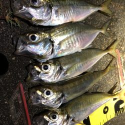 久々のアジング