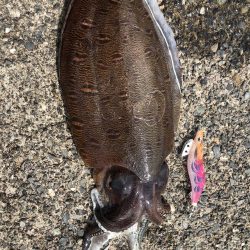 アオリに出会えず