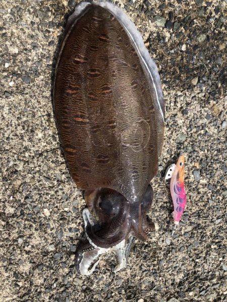 アオリに出会えず