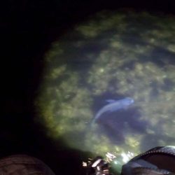 【チヌ】フリリグでチニング