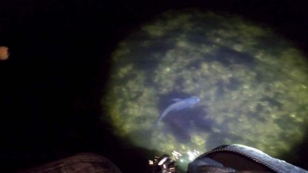 【チヌ】フリリグでチニング