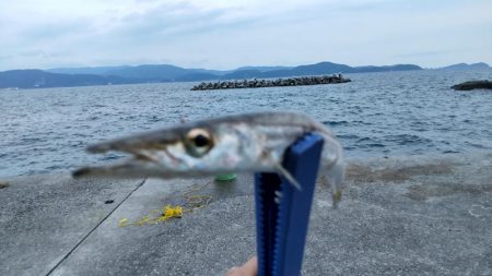 夕まづめのカマス