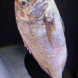 尺アジ狙いがまさかの大物