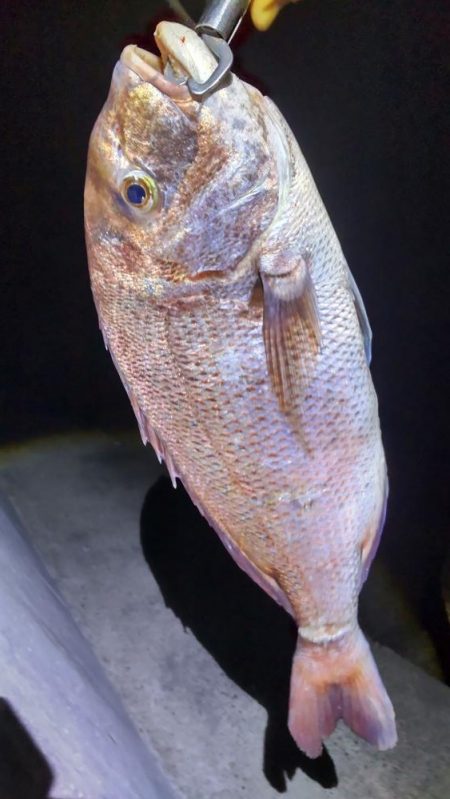 尺アジ狙いがまさかの大物