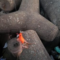 タコタコタコタコ