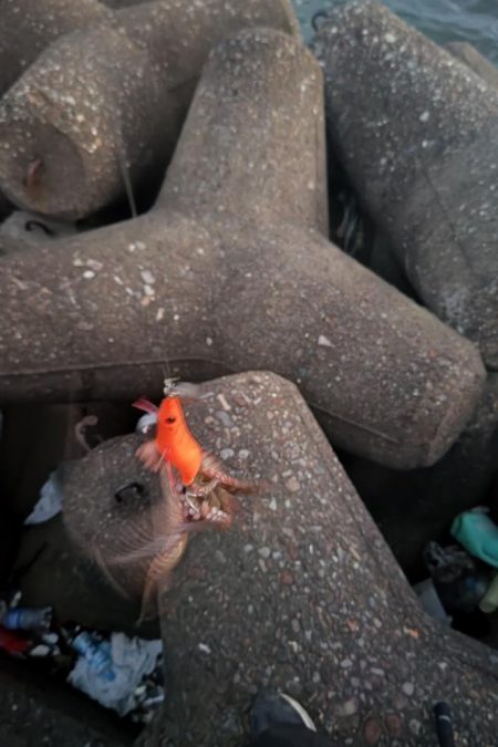 タコタコタコタコ