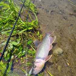 初めてのケタバス釣行