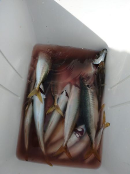 筏でアジ、サゴシ不漁