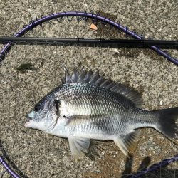 ポーズ目前からの、良型連発