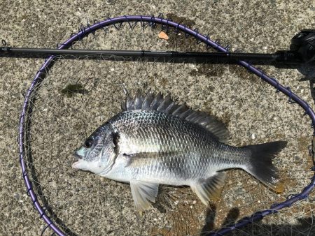 ポーズ目前からの、良型連発