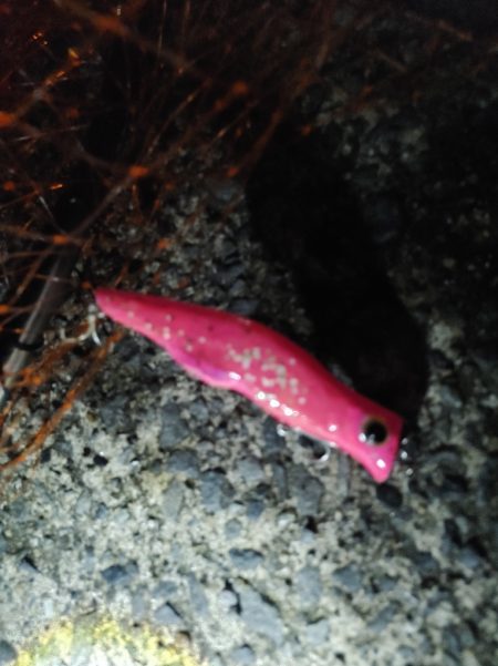 シーバス70cm 1年ぶり(^^;)