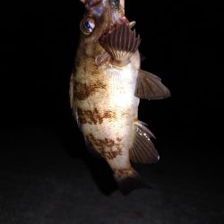 エギングたまにメバリング