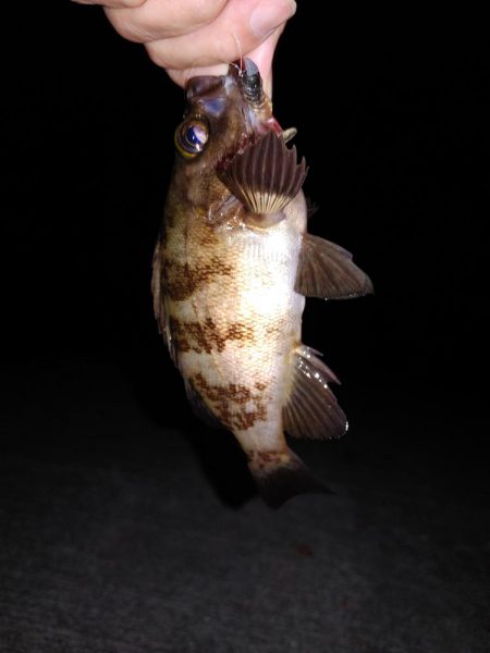 エギングたまにメバリング