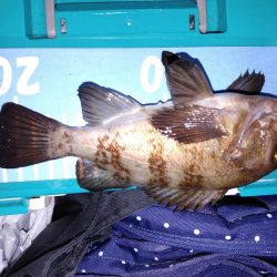 エギング　アジング　メバリング