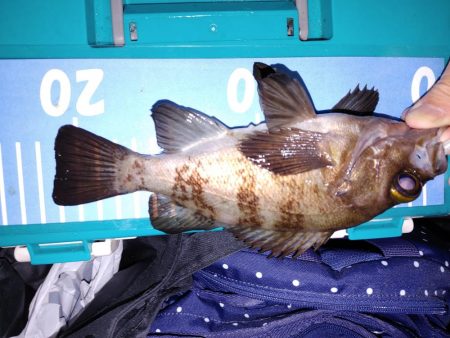 エギング　アジング　メバリング