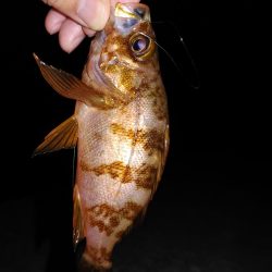 エギング　メバリング