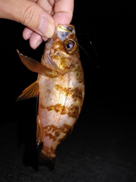 エギング　メバリング