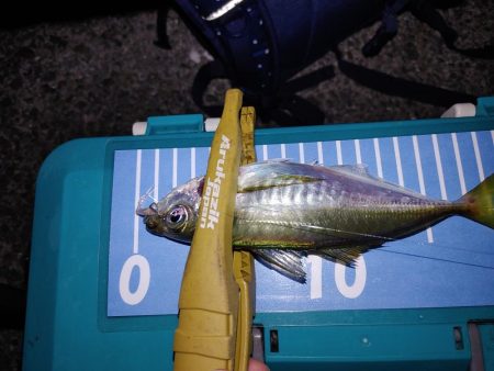 アジングとエギング