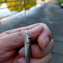 今日もタナゴ釣りは、、、?!