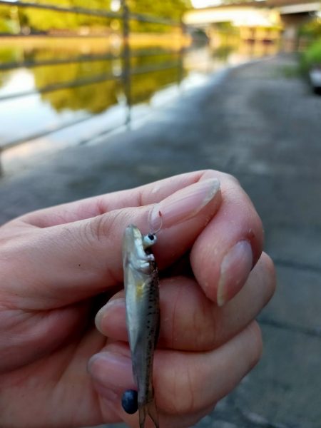 今日もタナゴ釣りは、、、?!