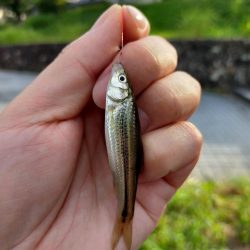 今年は、いまいち?