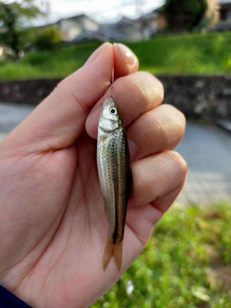 今年は、いまいち?