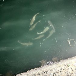 ありがとう！！ヒイカさん