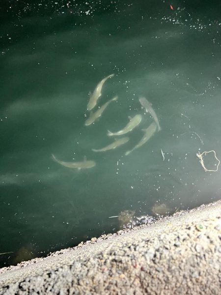 ありがとう！！ヒイカさん