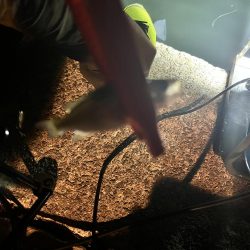 アオリイカの新子