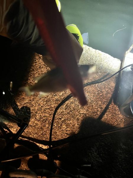 アオリイカの新子