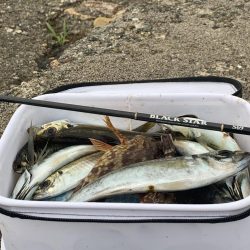 久しぶりのアジング 31センチ