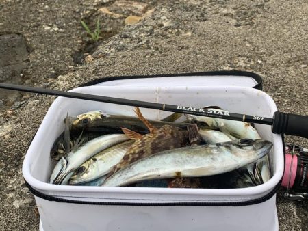 久しぶりのアジング 31センチ