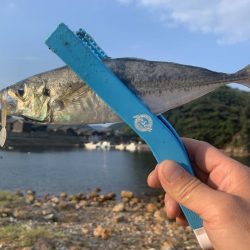 今日もアジフライ