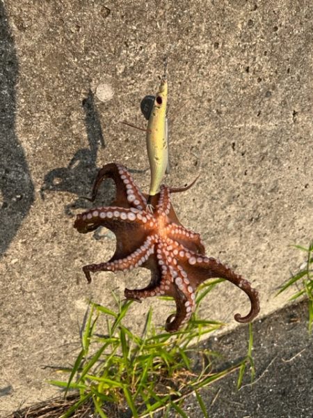 オカッパリタコ釣り絶好調