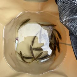 雨あがりのサビキ