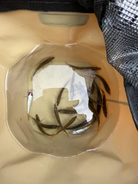 雨あがりのサビキ