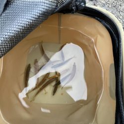 ギリギリハマチ?