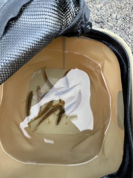 ギリギリハマチ?